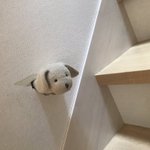 どこのおうちにも１つはある？怒りで開いた壁の穴を芸術作品に!