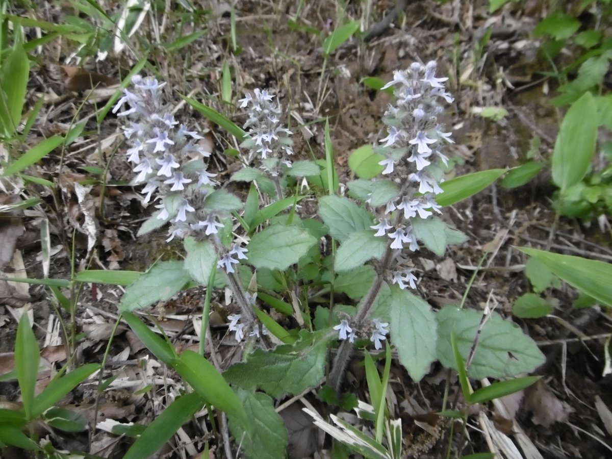 多摩動物公園 公式 Ar Twitter ジュウニヒトエが草の中でひっそりと咲いています 正門花壇に咲いている紫の濃い花のアジュガ セイヨウジュウニヒトエ の仲間です ちなみにアジュカの花言葉は 強い友情 心休まる家庭 この花たちのように寄り添って Stay