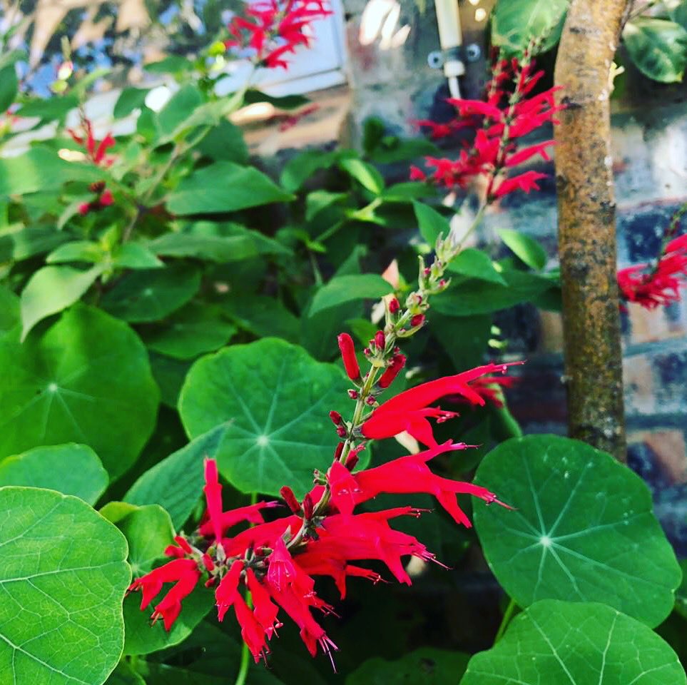 Pineapple Sage outside our Creation kitchen - this flower pairs beautifully with our Creation Chardonnay! 
#flowerpairing #chardonnay #coolclimate #lovecreationwines #hemelenaarde #visithermanus #visithemelenaarde
