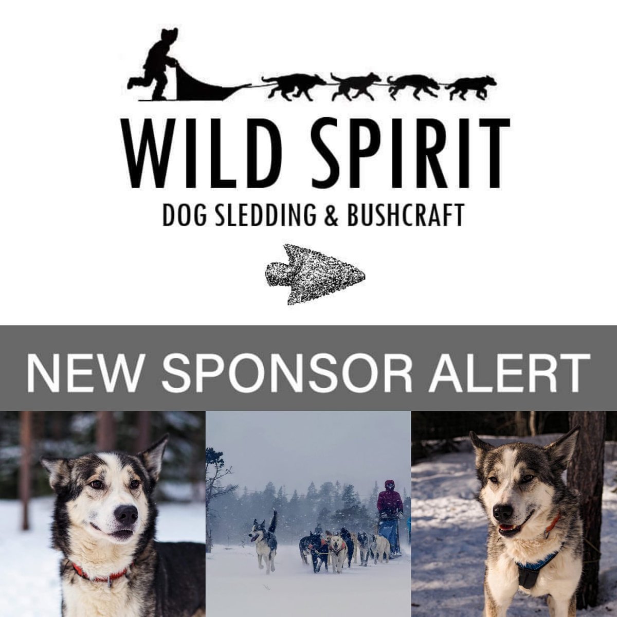 WSBushcraft's tweet photo. Thank you to our newest sponsor Magnus Oredsson & Eva for sponsoring 'Fly' and supporting us ❤️
#Wildspiritsleddogs #sponsorasleddog #supportlocalbusinessess https://t.co/Fv5WRx7To4