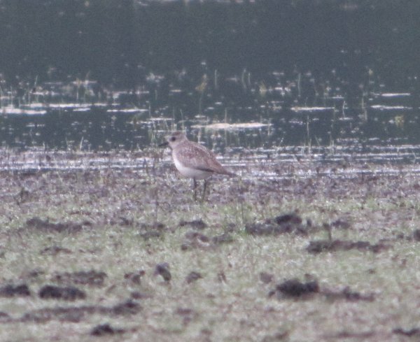 PMBirding's tweet photo. Another excellent couple of days on Port Meadow with Black Tern & Grey Plover added to the year list. Blog update posted: https://t.co/oM1Yjti6mO #birding #patchgold #patchmega https://t.co/awS46UM04r