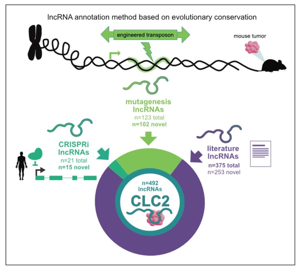 Excited to share our new pre-print. A semi-automated annotation method based on evolutionary #conservation used to create the updated Cancer lncRNA Census (#CLC2), summarizing close to 500 #lncRNA functional in cancer. <a href="/DBMR_UniBe/">BioMedical Research</a> <a href="/NCCR_RNADisease/">NCCR RNA & Disease</a>
biorxiv.org/content/10.110…