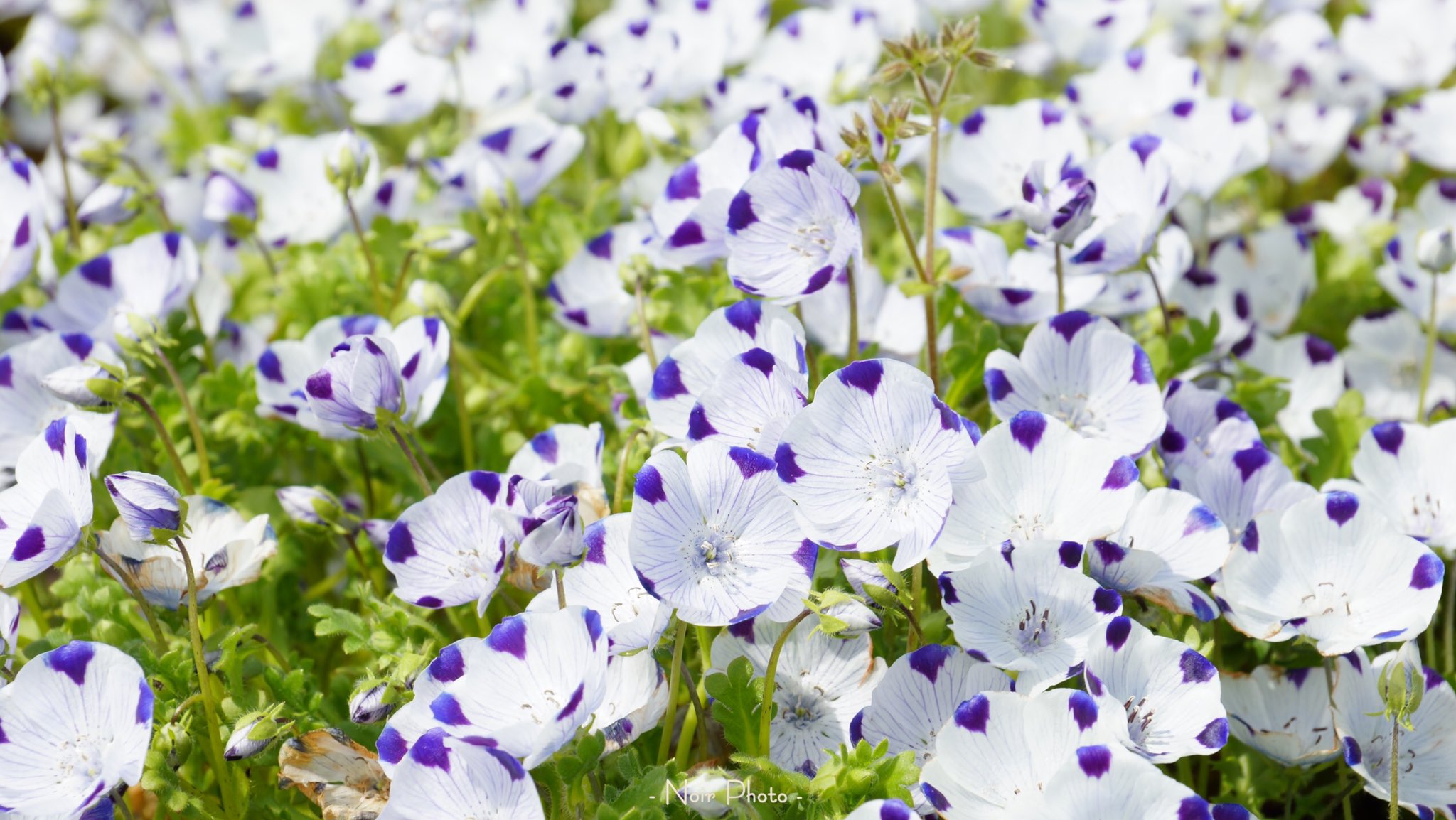 Noir Photo ネモフィラ 花 Flower ブルーメの丘 滋賀 ファインダー越しの私の世界 キリトリセカイ 写真で奏でる私の世界 写真好きな人と繋がりたい Photography Photo Snapshot Japan Sony Sonyalpha T Co Uiy2ectlb6 Twitter