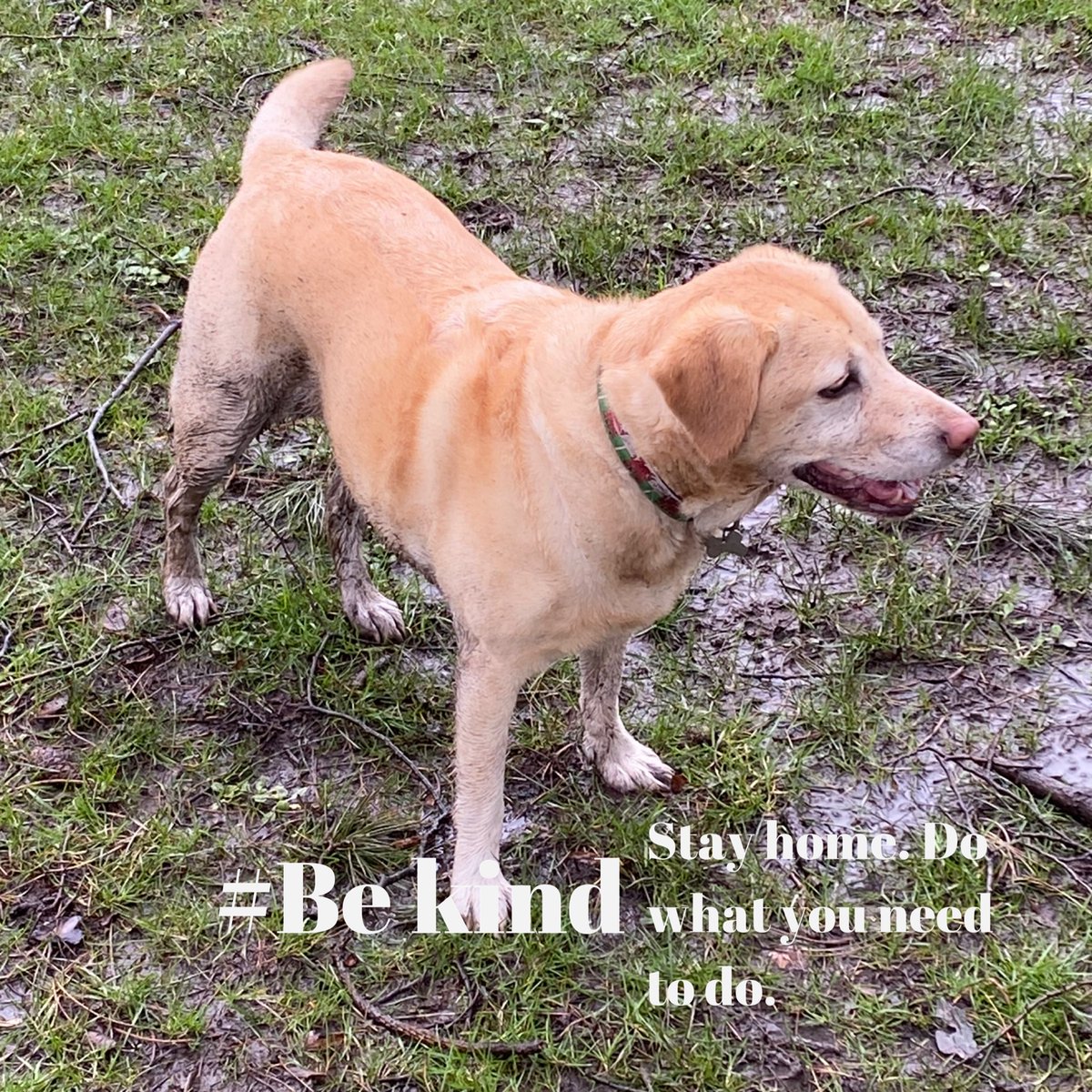 Hi.
We are still closed, but starting to settle into our new normal. We are starting to think about learning new skills and brushing up old ones, ready to open up again sometime in the future. For now: muddy labrador. Stay home. Wash your hands. Be kind.