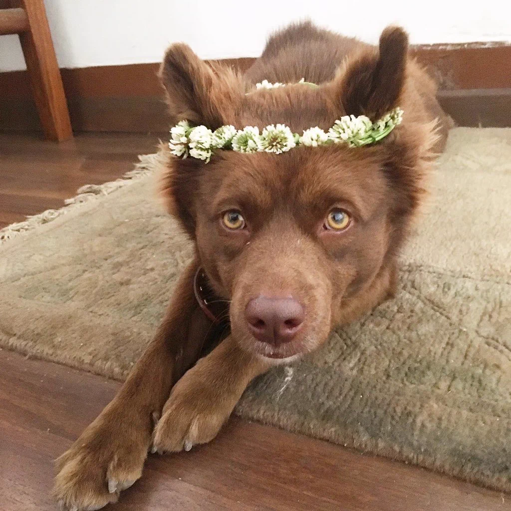 @sora1013siba 恥ずかしながら、かつて成功体験のあるうちの子の写真をば、、、コツと致しまして、眠くてウトウトしている隙を狙うのが重要です。 