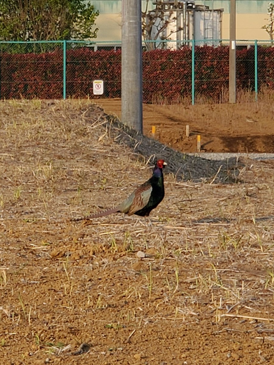 コエ 埼玉スタジアム キジ 野鳥 浦和美園 自分が気づかなかっただけかもしれませんが埼玉スタジアムの周辺を散歩していたら野生のキジが現れました 気を付けてみていれば色々な野生の動物がいるんですかねぇ コエ 埼玉スタジアム キジ 野鳥 浦和美園 自分が気づかなかっただけかもしれませんが埼玉スタジアムの周辺を散歩していたら野生のキジが現れました 気を付けてみていれば色々な野生の動物がいるんですかねぇ