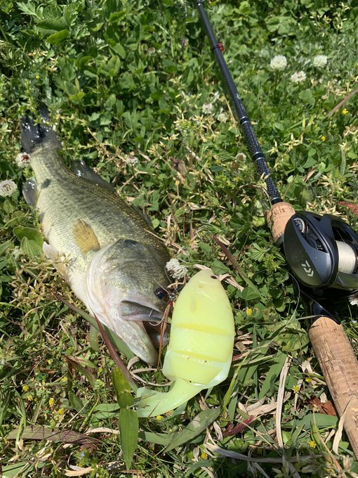 一誠のギルフラットスイマーのインプレ情報 ギルフラットと使い分けた使い方をしたい ワーム部