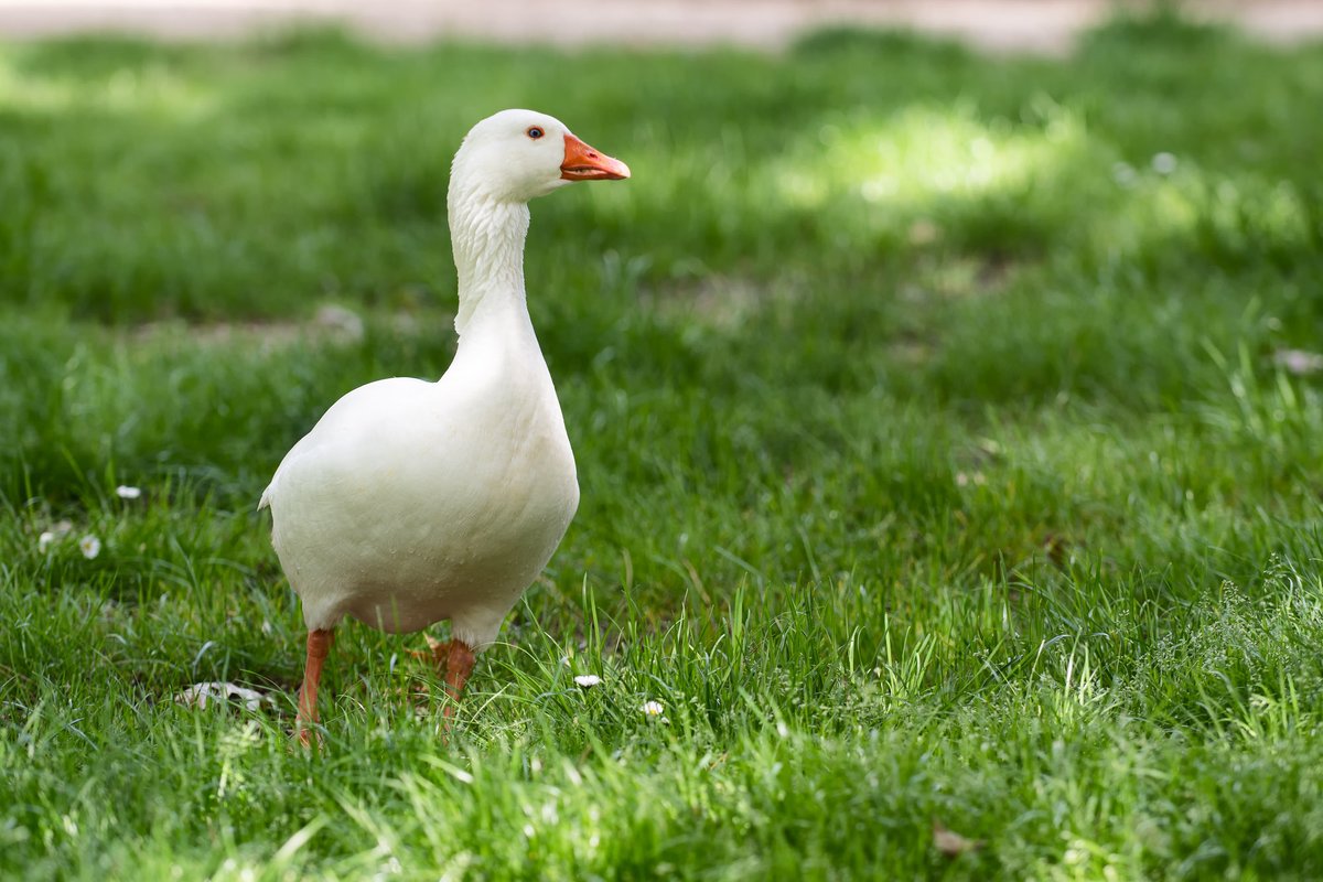ACCIONA's tweet image. No podemos disfrutarlo pero queremos acercártelo a casa 🏡Así de bonito luce en primavera el parque de El Retiro, en Madrid 🌻🌺🌷🦆🦢

COMPARTE 🔃 para que todos puedan disfrutarlo 👇