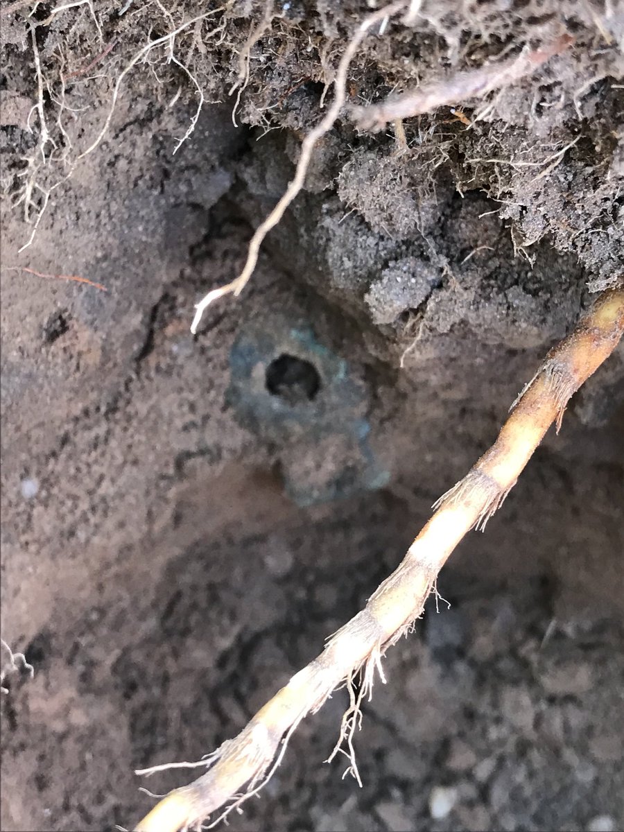 ..I began to dig & saw the familiar shape of a crotal bell emerge. I resigned myself to yet again lifting another broken fragment, but just in case, I loosened the earth around it. Luckily for me, because as I gently pulled it free, it came out complete!..