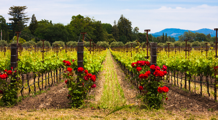 IrwinGruzon's tweet image. 🌹Des rosiers comme système d'alarme 🌹

La #vigne est très sensible à l'#oïdium et au #mildiou. La plantation de rosiers en tête de rangée permet de savoir si la présence de ces maladies existe sur la parcelle bien avant qu'elle ne puissent se développer sur les vignes.