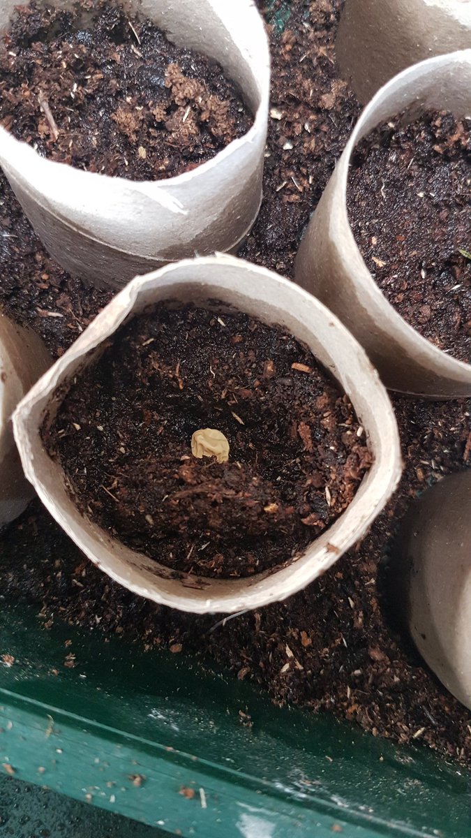 ellenolan's tweet photo. Perfect time to plant peas indoors. The snails have already gotten the 1st batch I sowed direct so check out this nifty trick to use up all those pesky toilet rolls, just plant the cardboard directly into the ground once the shoot is strong enough #GardeningWeek #RivetingContent https://t.co/XuIASrQCIc