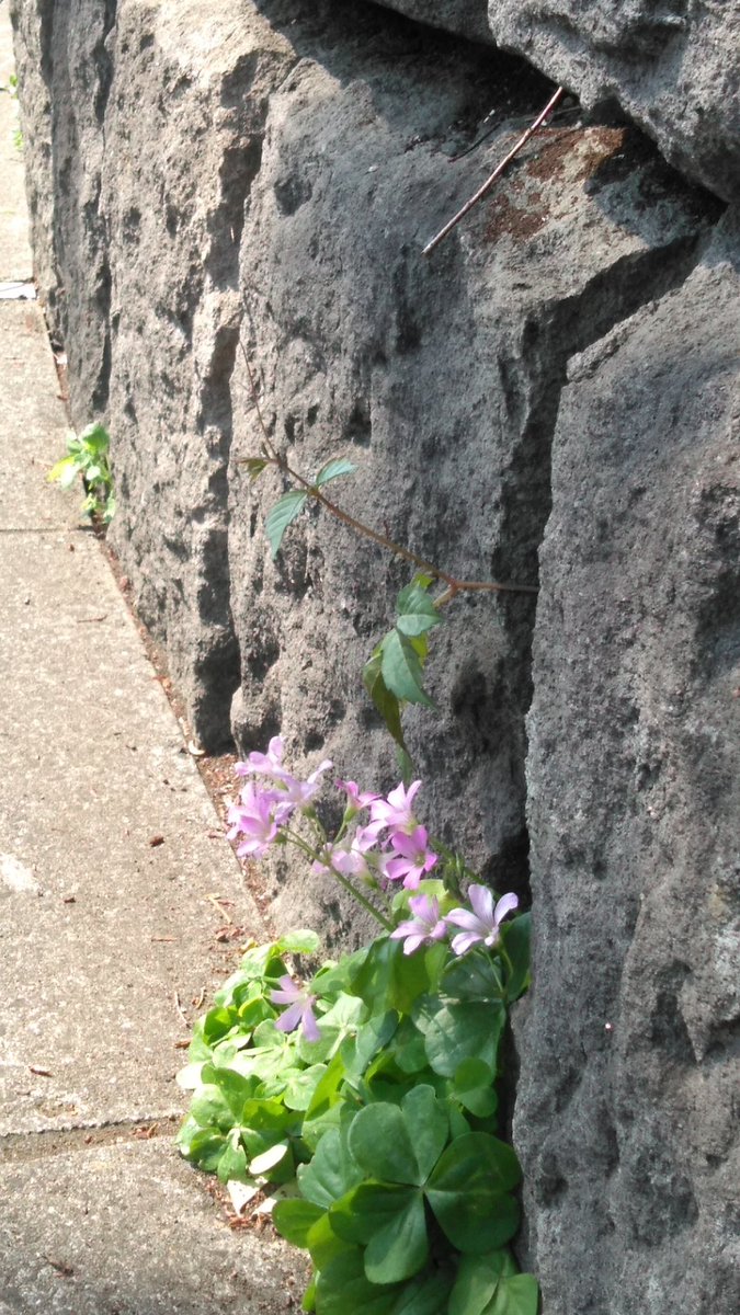 GmGn
..., always, someone say 
'Good morning or 'Good night  in Twitter world
((24hour_7days))
, &amp; thanks follow, Rt, Fav.

Good Night 

from <a href="/sakurasasku/">櫻🌸sakura</a>