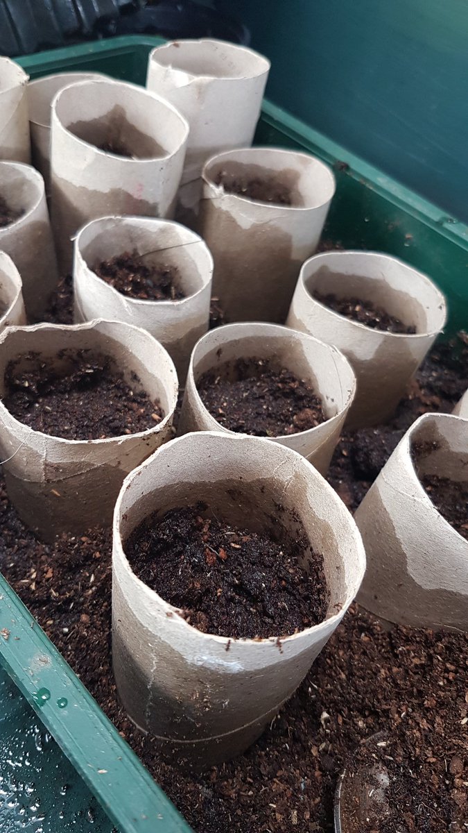 ellenolan's tweet photo. Perfect time to plant peas indoors. The snails have already gotten the 1st batch I sowed direct so check out this nifty trick to use up all those pesky toilet rolls, just plant the cardboard directly into the ground once the shoot is strong enough #GardeningWeek #RivetingContent https://t.co/XuIASrQCIc