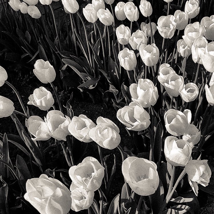 / 𝖙o 𝒅ie by 𝐲𝗼𝐮𝐫 𝐬𝐢𝐝𝐞 is 𝓼uch a 𝖍𝖊𝖆𝖛𝖊𝖓𝖑𝖞 way to 𝒅𝒊𝒆  📰❔ ᱸ 𓈒

⠀ 𝓟 . lease 𝖗𝖙 this tweet for 𝖋ollow and 𝖈hitchat with me , 𝔎eldan ( เคลดัน ) 𝔧aehyun 𓈒 🤍

˓ ยพท. ลฟตท ˒