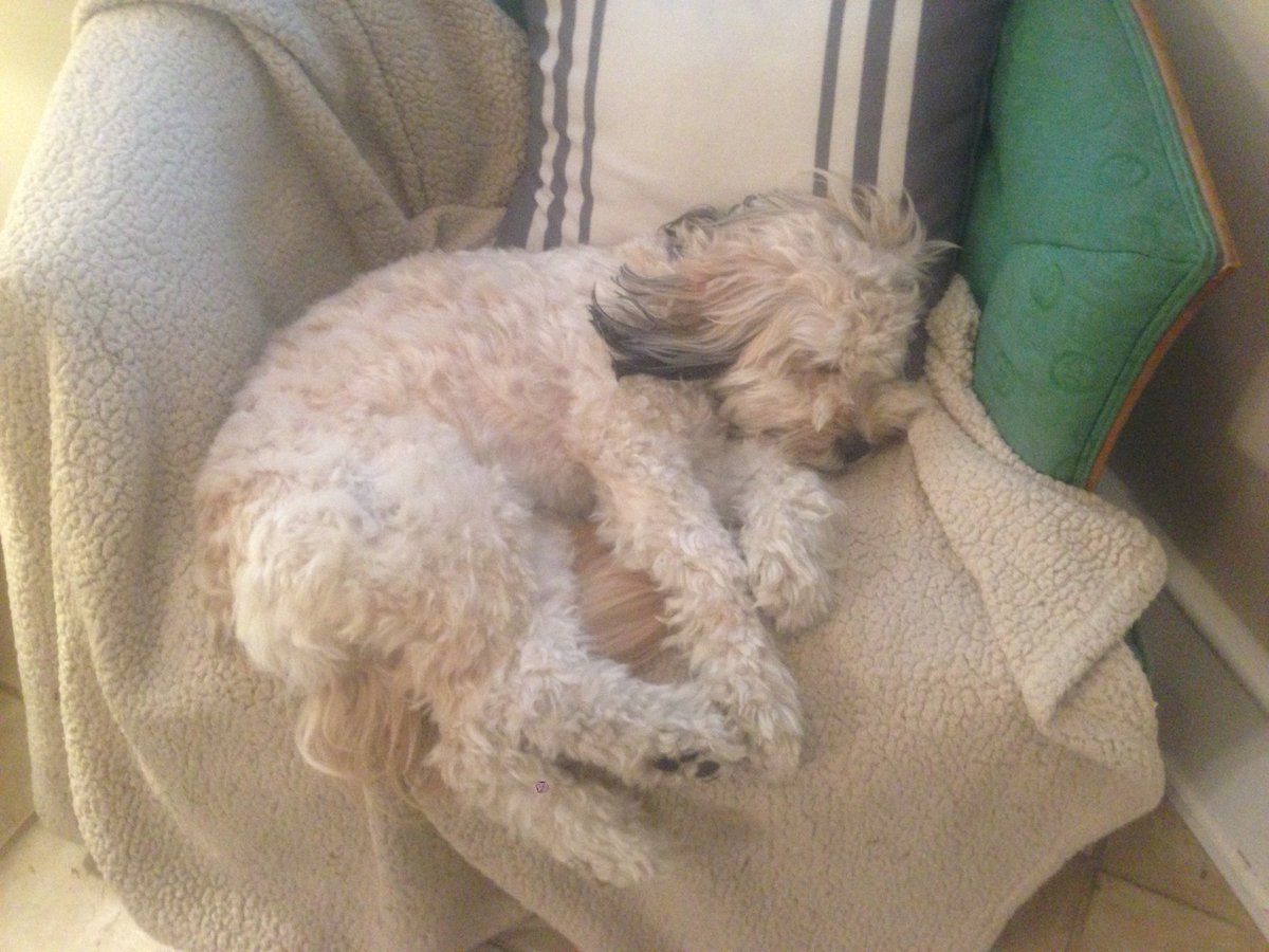 wchambliss's tweet image. Raucously celebrating #AdoptAShelterPetDay #SpreadMoreGood