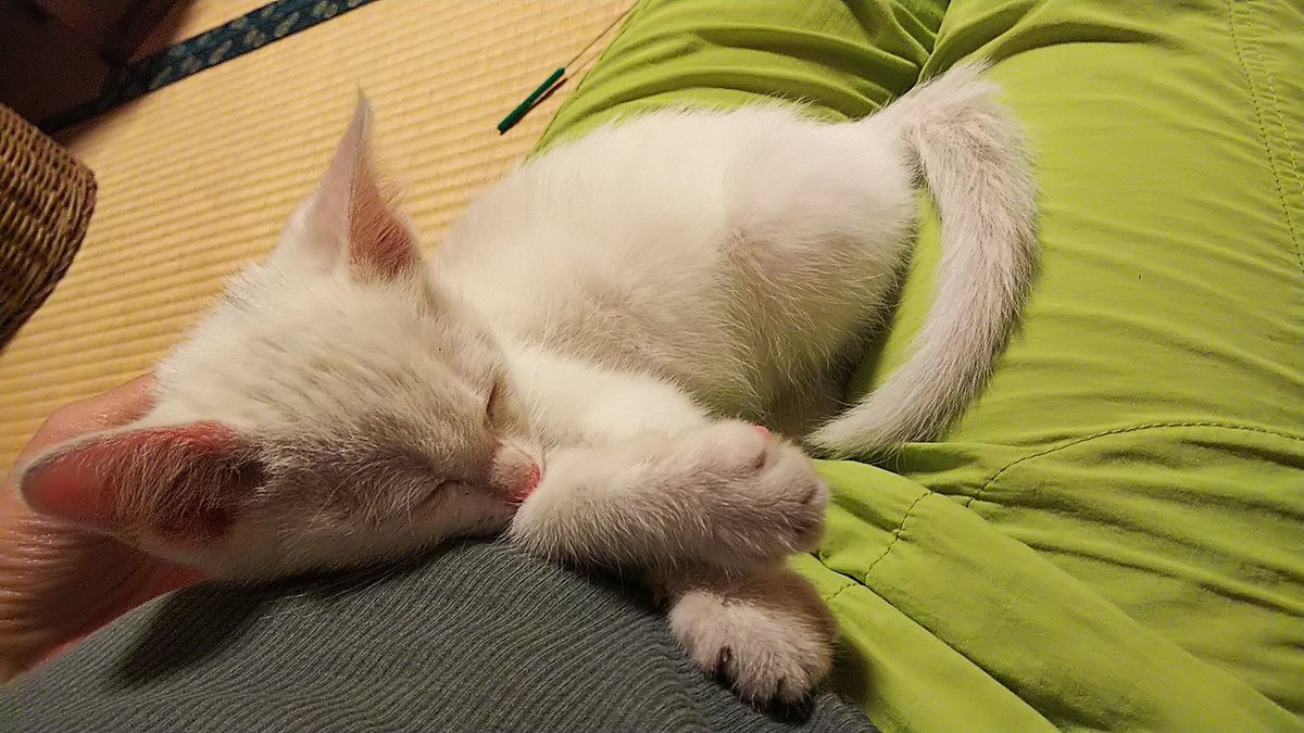 やってしまった 子猫さんを拾った方のツイートにアドバイスやビフォーアフター画像が寄せられる どれくらいオラつくか貼っときますね Togetter