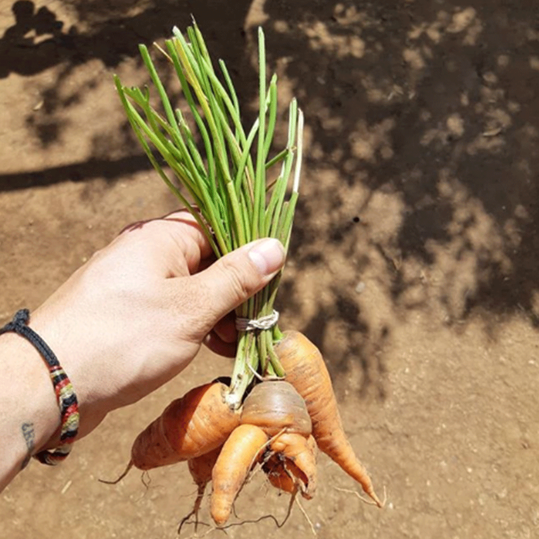 reciclorganicos's tweet photo. @HuertasAdeo es un sistema de regeneración para comunidades rurales, con el fin de activar economías circulares en los territorios. 

Apoya a más de 30 familias  comprando verduras de temporada, incentivando una producción limpia.

Conoce más  https://t.co/mRLPPfYfvU https://t.co/52nJAsVk7w