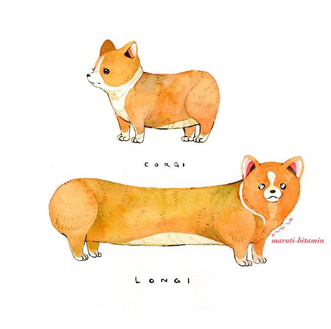 maruti_bitamin's tweet photo. corgi longi leggy https://t.co/GrWVU0qgwm