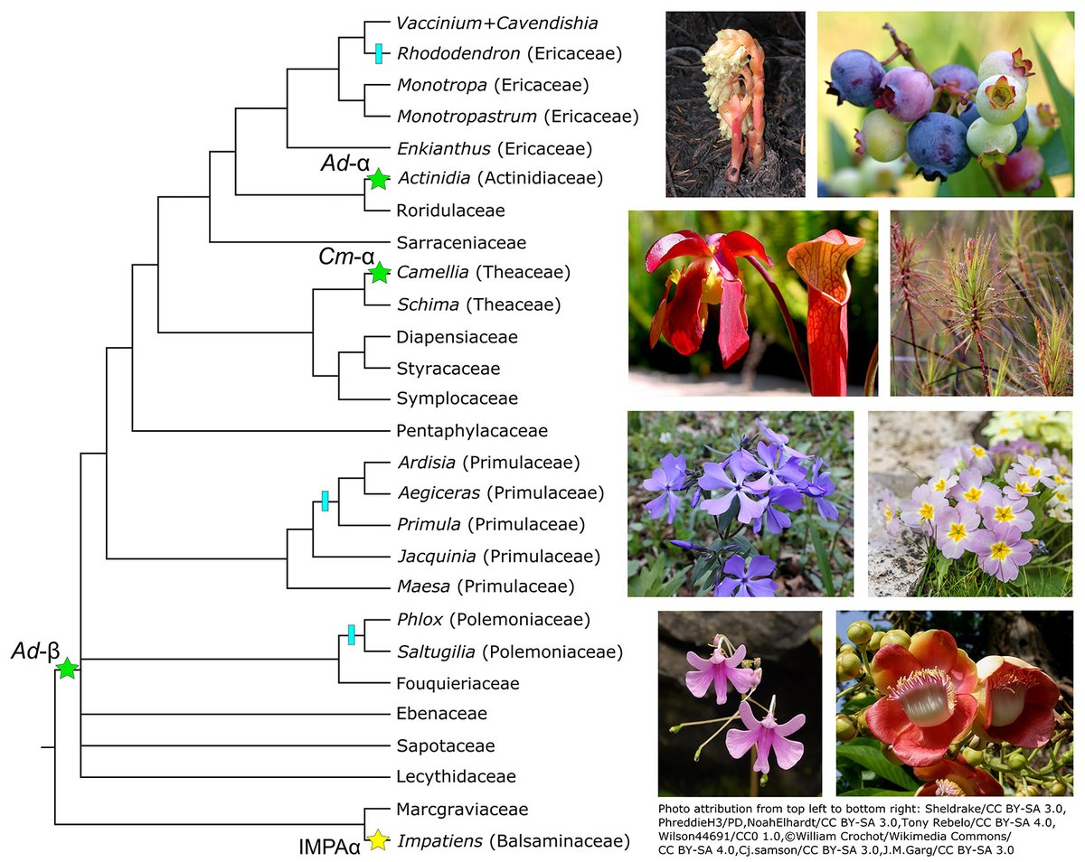 Botanical Society of America (@botanical_) on Twitter photo A consensus phylogenomic approach highlights paleopolyploid & rapid radiation in the history of #Ericales (new #AJB research by <a href="/phylodrew/">Drew Larson</a>, <a href="/evojfwalker/">Joseph Walker</a>, @Oscarmvargash & @evoblackrim) bsapubs.onlinelibrary.wiley.com/doi/10.1002/aj… #botany #evolution <a href="/wileyplantsci/">Wiley Plant Science</a> <a href="/Darwin2009/">Darwin Hernandez</a> A consensus phylogenomic approach highlights paleopolyploid & rapid radiation in the history of #Ericales (new #AJB research by <a href="/phylodrew/">Drew Larson</a>, <a href="/evojfwalker/">Joseph Walker</a>, @Oscarmvargash & @evoblackrim) bsapubs.onlinelibrary.wiley.com/doi/10.1002/aj… #botany #evolution <a href="/wileyplantsci/">Wiley Plant Science</a> <a href="/Darwin2009/">Darwin Hernandez</a>