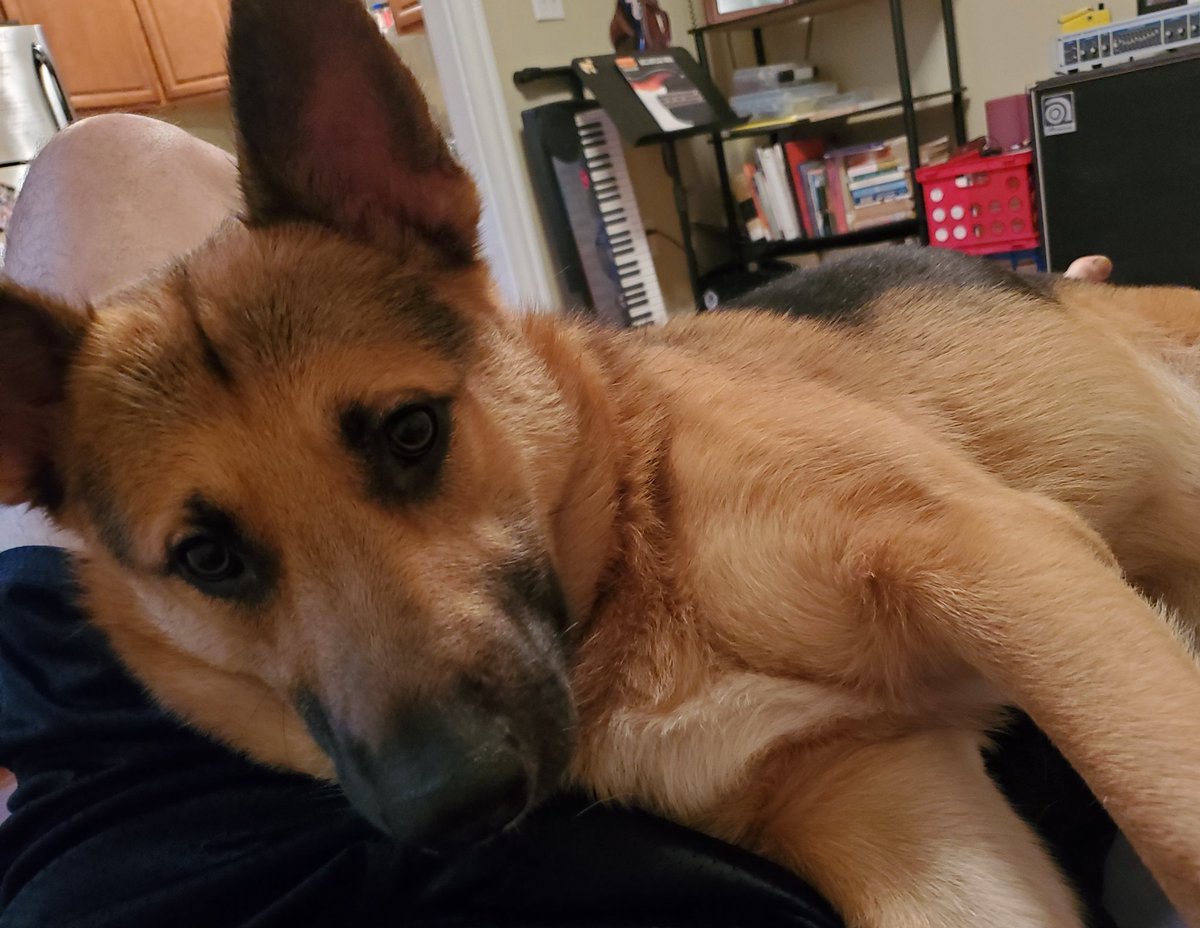 imabeliebler's tweet photo. Why I can't get anything done. May I present the master of Zoom https://t.co/cupKijSpFF