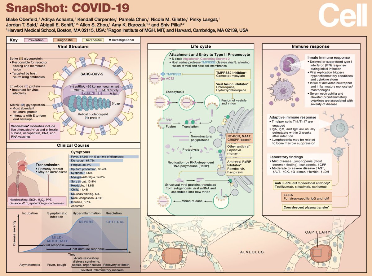 SnapShot: COVID-19 in <a href="/CellCellPress/">Cell</a> | A visual &amp; (very) brief summary of #SARSCoV2 #COVID19 | Great working with @blakeeoberfeld, @achantaaditya, <a href="/nicolegilette/">nicole gilette</a>, @jordantsaid, <a href="/liraphila/">Abby Schiff, MD, PhD</a>, @shivpillai4, <a href="/harvardmed/">Harvard Medical School</a> <a href="/ragoninstitute/">Ragon Institute</a> 

doi.org/10.1016/j.cell…