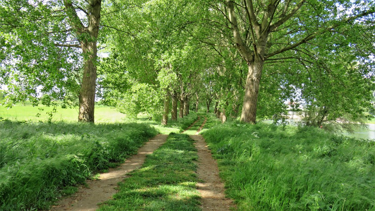 inja5248's tweet photo. wat een wandelgenot 🚶‍♀️🚶
langs de #Maas door de #Weerd #MiddenLimburg 🍀 https://t.co/cHkBeeUbBG