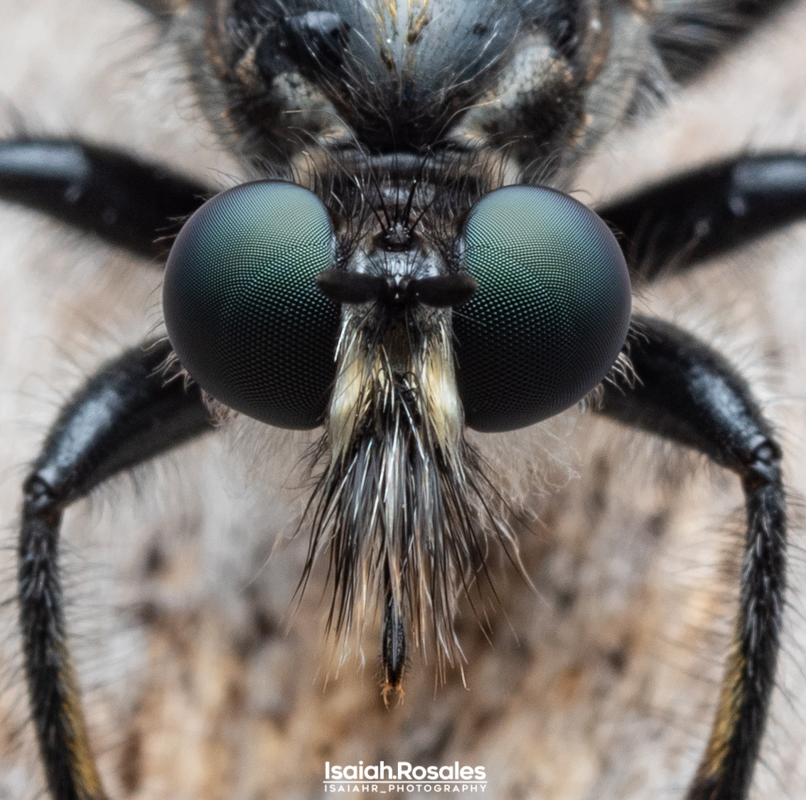 Could you imagine this face being the last thing you saw just before you died?😬-- #Robberflies, their no joke! (#Asilidae sp.)
--
Heard today was #WorldRobberflyDay ! These guys have all my respect. ;-)  
#summer #nature #macrophotography #wildlife #beautiful #macro #invert