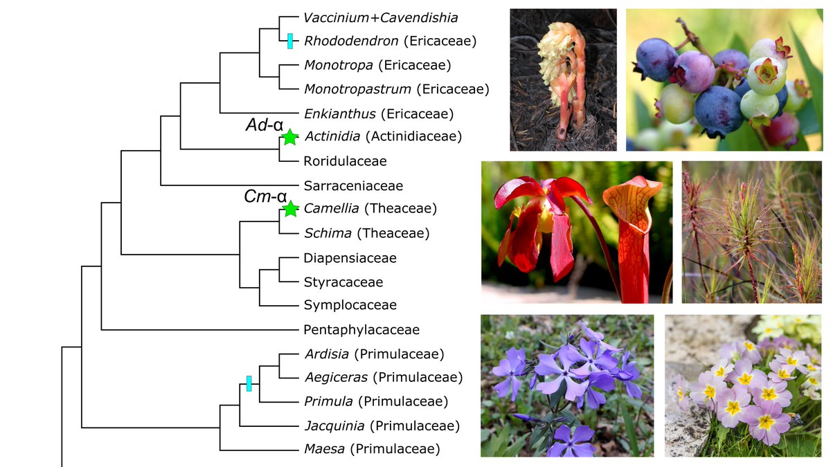 Drew Larson (@phylodrew) on Twitter photo New evidence for a polytomy and paleopolyploidy in Ericales with <a href="/evojfwalker/">Joseph Walker</a>, @Oscarmvargash, & @evoblackrim. The first of my dissertation research at <a href="/UMichEEB/">UMich Ecology and Evolutionary Biology</a> and my first #AJB article! doi.org/10.1002/ajb2.1… New evidence for a polytomy and paleopolyploidy in Ericales with <a href="/evojfwalker/">Joseph Walker</a>, @Oscarmvargash, & @evoblackrim. The first of my dissertation research at <a href="/UMichEEB/">UMich Ecology and Evolutionary Biology</a> and my first #AJB article! doi.org/10.1002/ajb2.1…