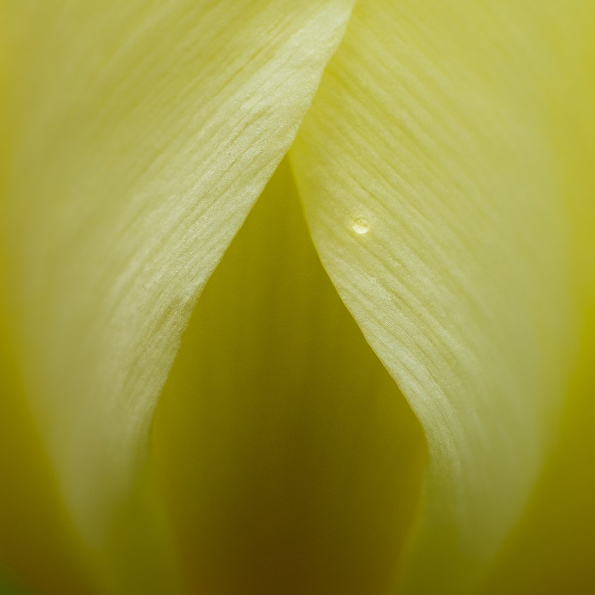 JDPhotomatogra1's tweet photo. a single drop
#LittleFlowerPatch #PhotoOfTheDay #CanonFavPic #sigmashotathome https://t.co/sVkx0tkmqd