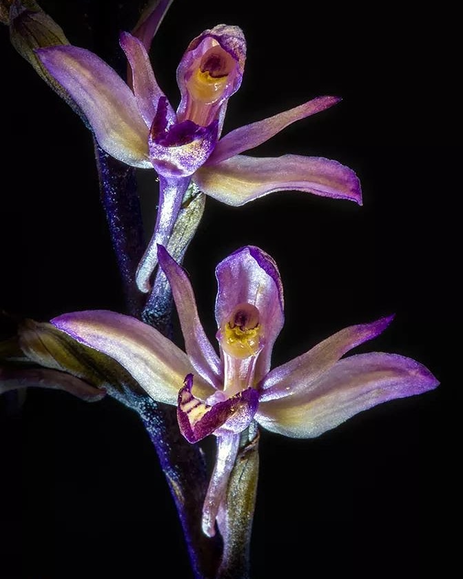 sensor_natural's tweet photo. “Limodorum abortivum” Delicada y rara orquídea salvaje de los montes de Soria. #sensornatural #natural #soria #sky #paraiso #parados #prinavera #cyl #orquidea #flor #salvaje #flower #wild #wildflower https://t.co/Gy2oMHR7vq