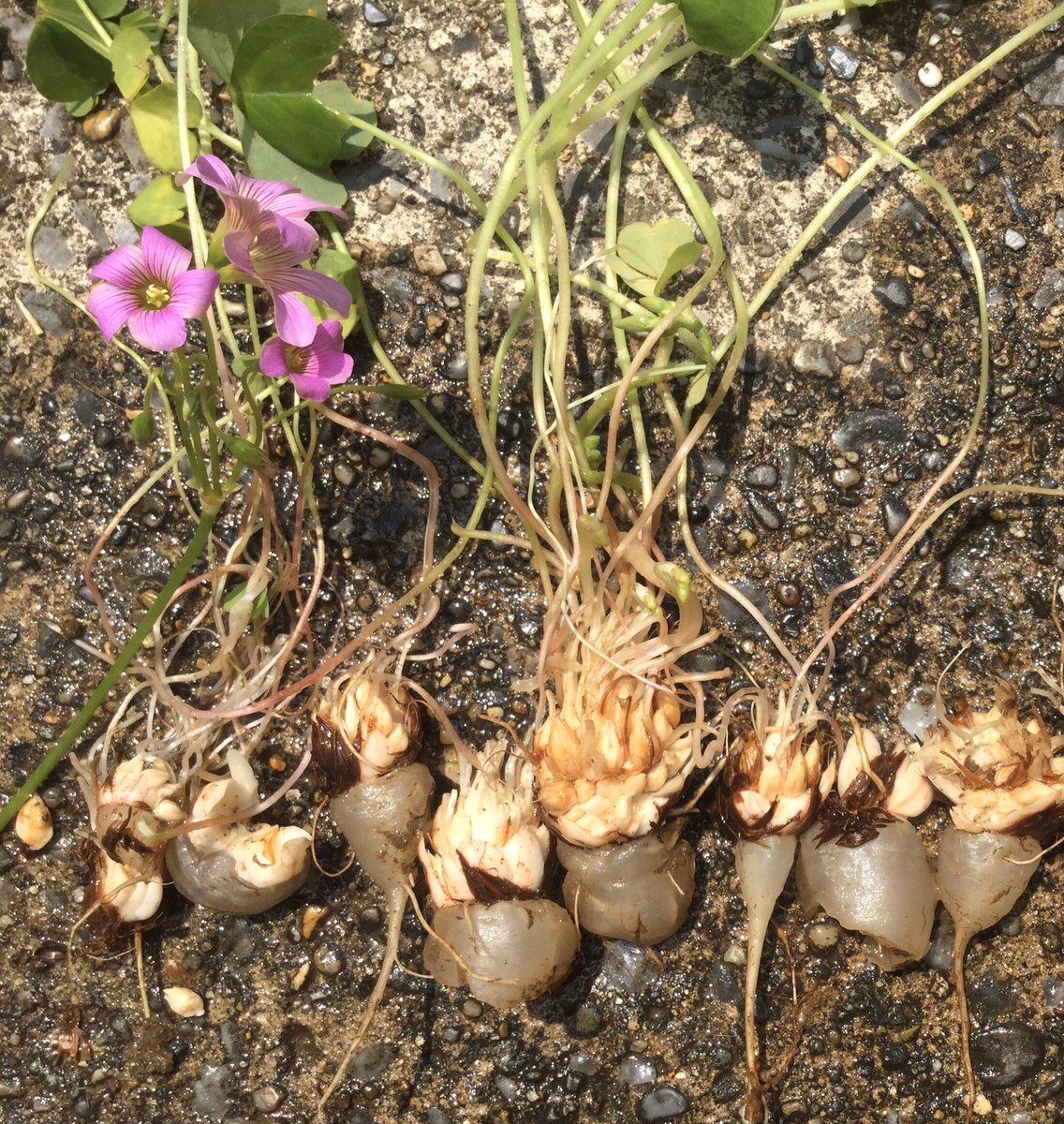 きんばば على تويتر 雑草抜き でダイコン大収穫 ムラサキカタバミの牽引根 薄 く切って齧ったら少し甘いシュウ酸 風味でした 夕飯に茹でたホウレンソウの根元の方がエグかったです