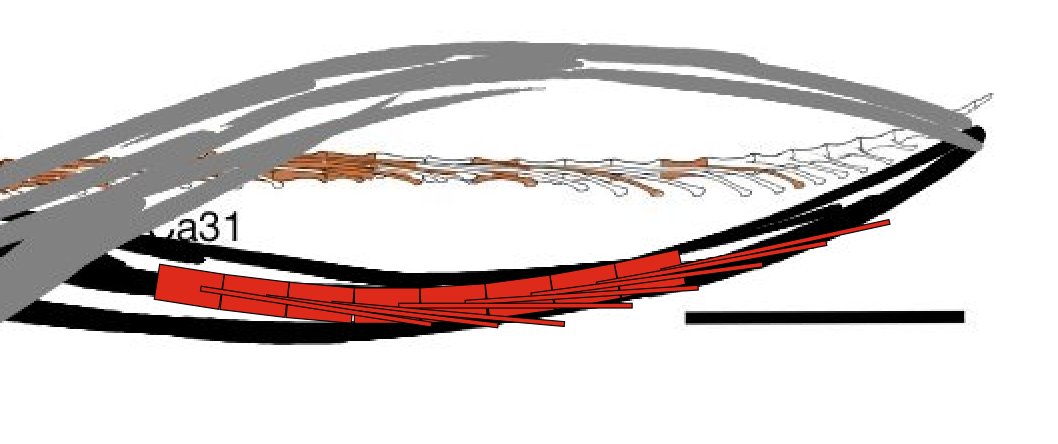 Mark Witton (Bluesky: @markwitton.bsky.social) tweet media