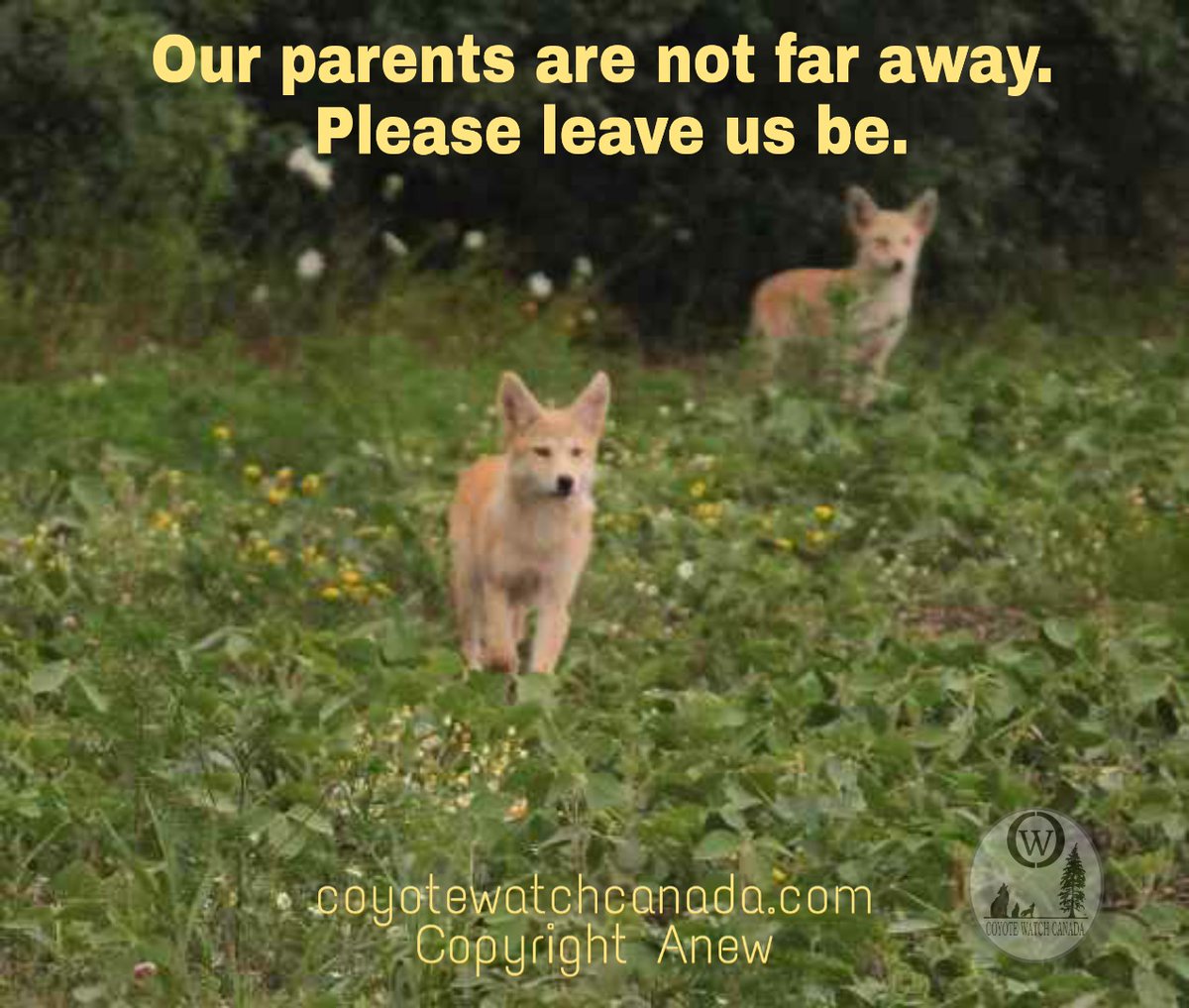 'Our parents are not far away. Please leave us be.'
Coyote parents do not abandon their pups. This is a myth. Pure misinformation & misleading people away from the wonderful qualities coyotes have. facebook.com/19072589427352…
#pupseason #pups #coexistence #coyotes #donotfeedwildlife