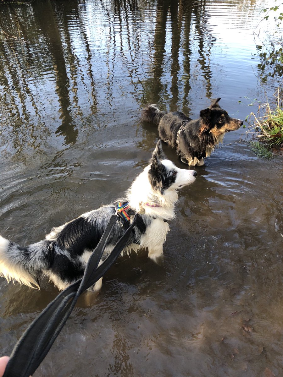 PPBCUK's tweet photo. PPBC Bramble &amp; Skye having a dip. @protectingprelovedbordercollies ⁦@border_collies�� #bordercolliesofinstagram #bordercollie #AdoptDontShop https://t.co/cQTJiOZugw