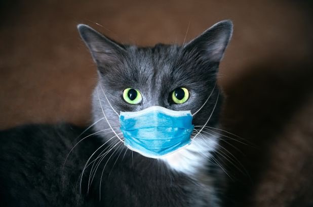 They should’ve been wearing their kitty masks!