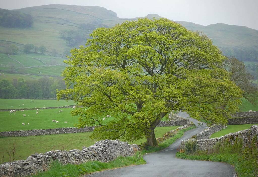 Vibrantly coloured new leaves brightening up a dull day in Ribblesdale. instagr.am/p/B_mdYsuHx7z/