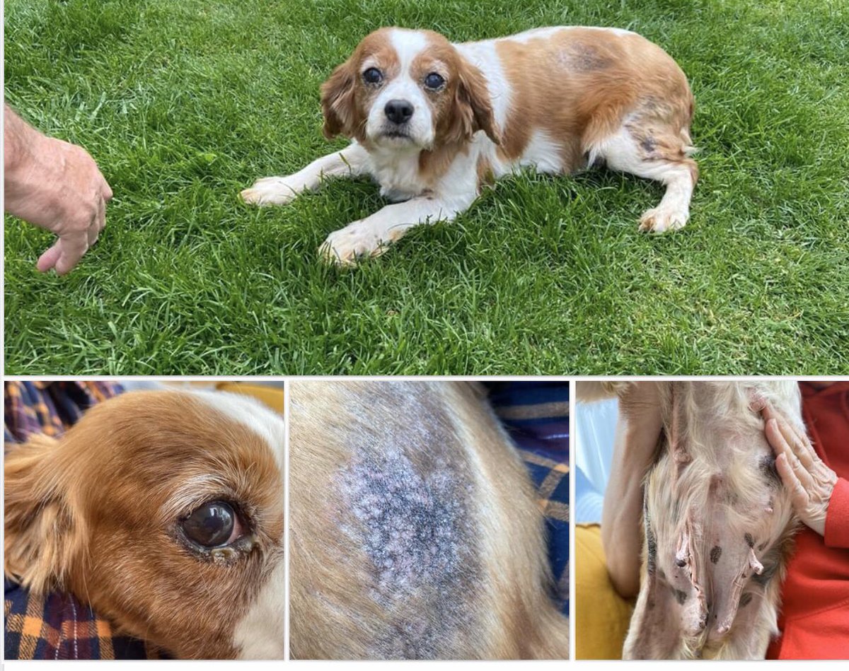 foarctwales's tweet photo. I’ve tried not to rant @WelshGovernment  because I understand the difficulties but your failure to act in a timely manner  to introduce #Lucyslaw4wales has meant that the puppy selling trade in Wales is booming. Whilst it does we continue to pick up the calateral damage. Shameful https://t.co/OZgfDU65Bm