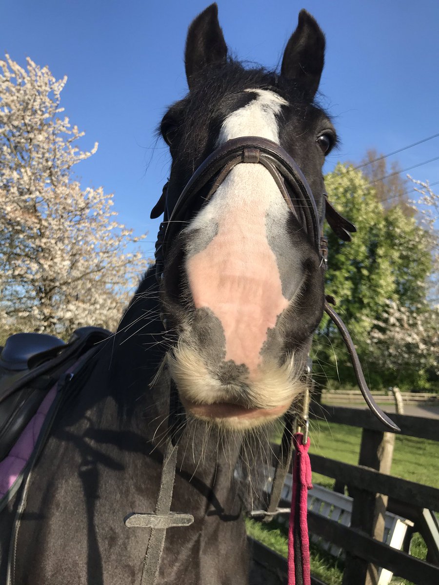 Hello my friends! Sorry I haven’t posted in a while I have been too busy filling my tummy with grass! I was a naughty boy last week as well so mummy wasn’t happy! I had been freshly clipped and wouldn’t let her ride me! I needed to burn my energy in the field! #naughtyboy #oops