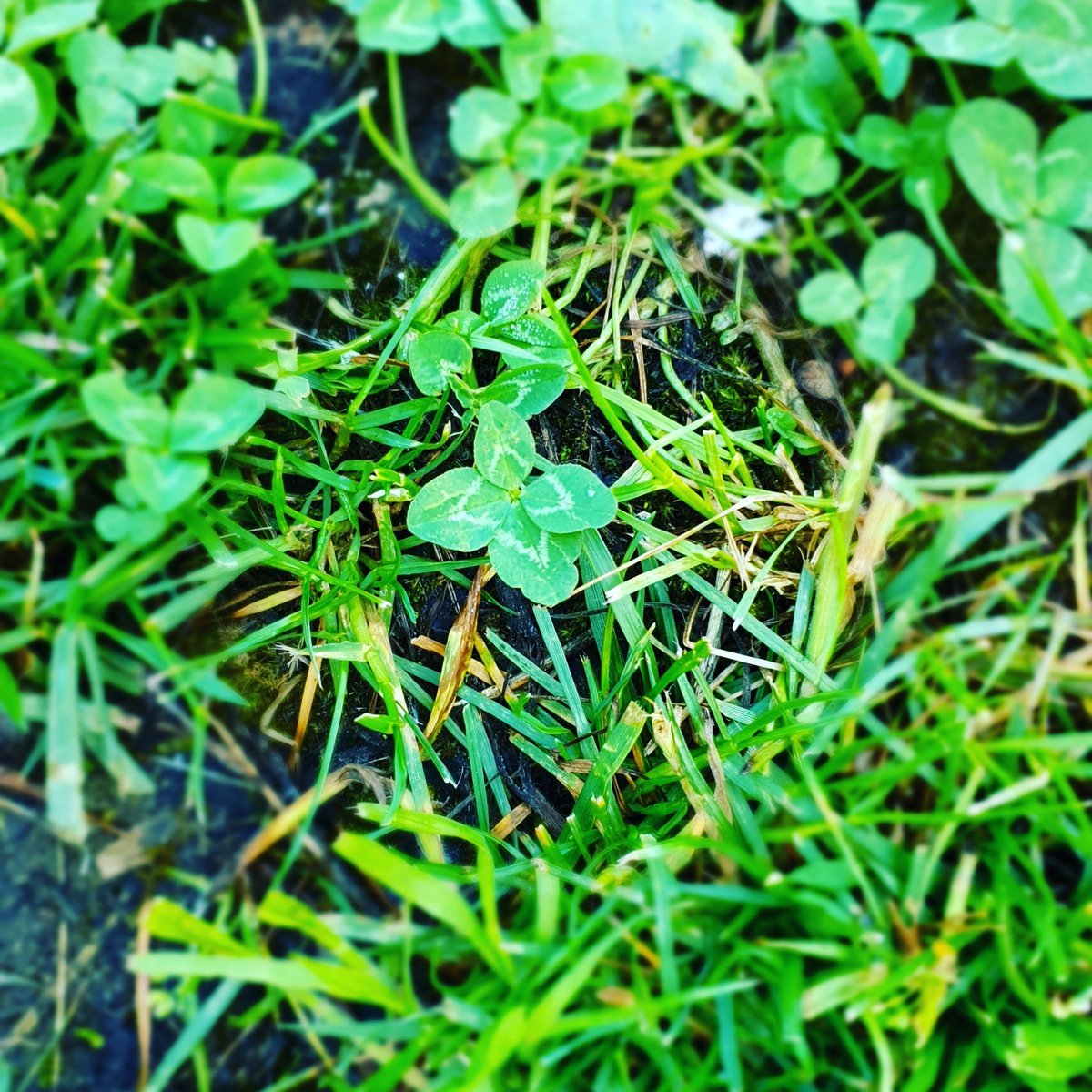 Giulia_46's tweet photo. Nella vita ci sono cose che ti cerchi e altre che ti vengono a cercare 
#quadrifoglio #fortuna #vita #quarantena #Quarantine #giardino https://t.co/OOiuYPRnlg