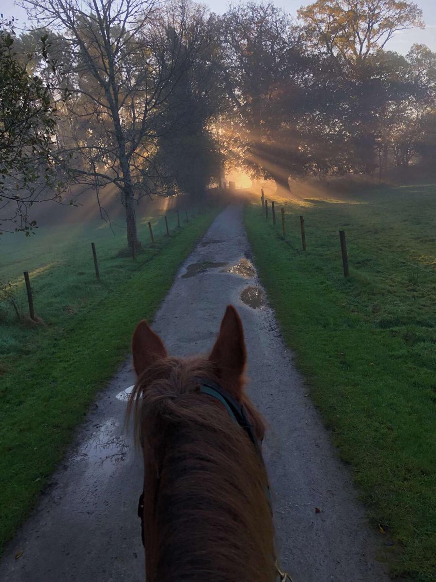 killarneystable's tweet image. Sun rising at the Killarney National Park with our gorgeous girl, Diane 🌅

#Killarneyridingstables #HorseridinginIreland #Killarneynationalpark #DaytourKillarney #Horses #Lovehorses #LoveKillarney #Kerry #Horseriding #killarney #killarneylakes #killarneystables #killarneytour