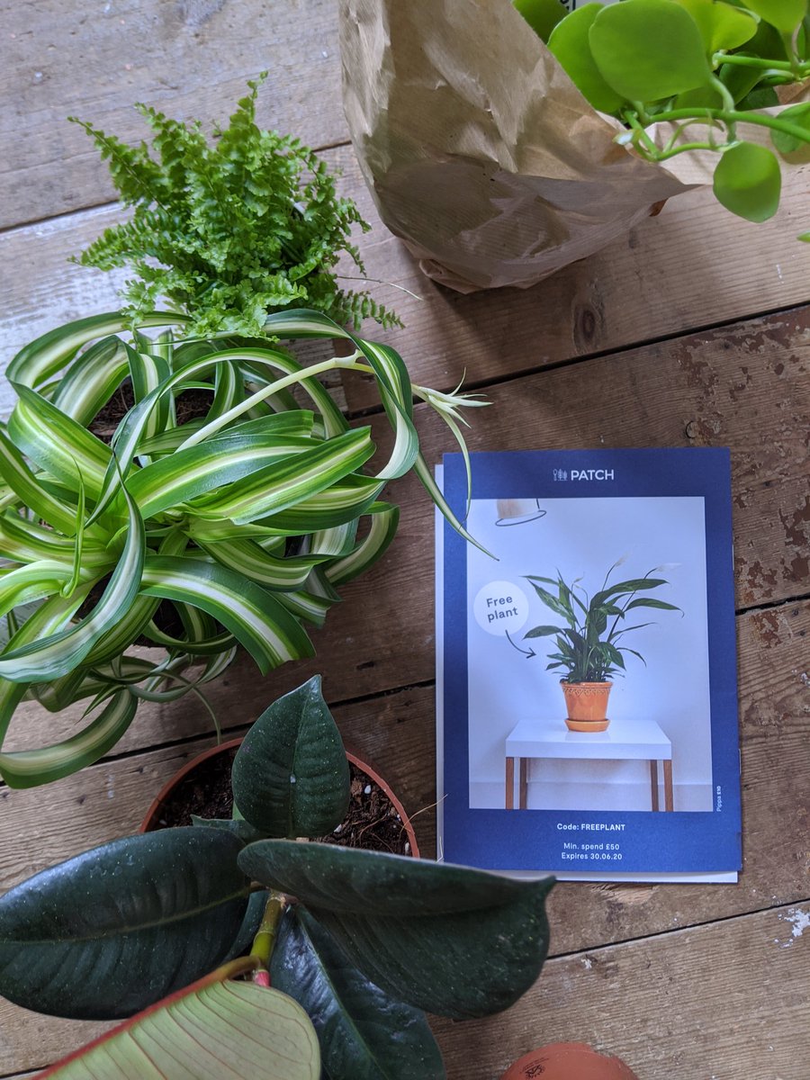 Woohoo! My order from <a href="/patch_plants/">Patch</a> arrived! 🌱🌿♥️🌱🌿