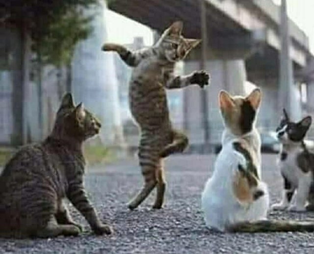 chhamxa96's tweet photo. They were called humans. And they walked like this! https://t.co/5fuKgE0yjy