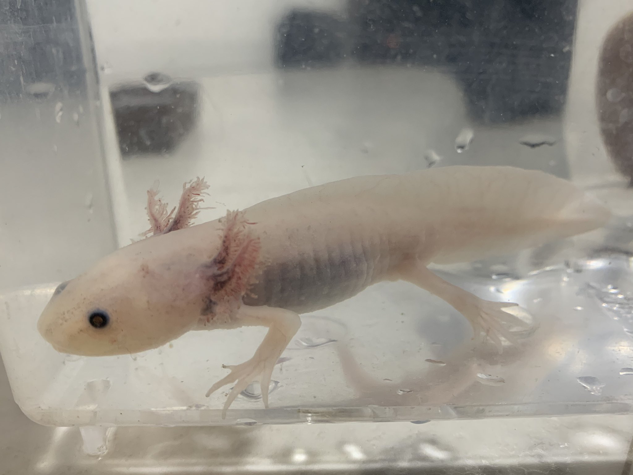 ヒタチ 食欲が落ち何だか元気のない彼 塩浴3日目 ヒレが血走って 何度も息継ぎしに上に上がるし 長くもたない気がして どなたかアドバイス下さい ウーパールーパー T Co 28yaovjnys Twitter