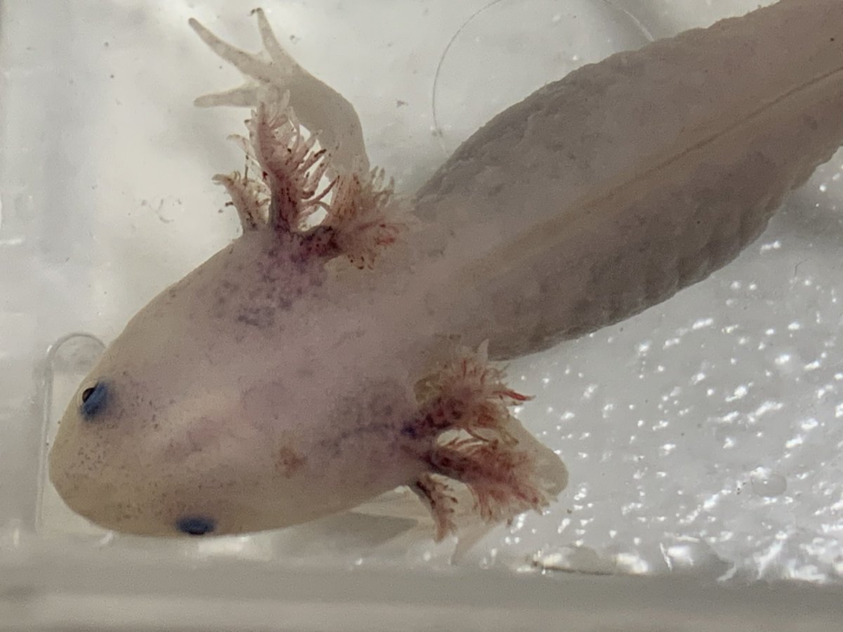 ヒタチ 食欲が落ち何だか元気のない彼 塩浴3日目 ヒレが血走って 何度も息継ぎしに上に上がるし 長くもたない気がして どなたかアドバイス下さい ウーパールーパー ヒタチ 食欲が落ち何だか元気のない彼 塩浴3日目 ヒレが血走って 何度も息継ぎしに上に上がるし 長くもたない気がして どなたかアドバイス下さい ウーパールーパー