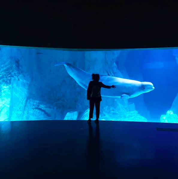 Oceanografic_vl's tweet photo. Al entrar al magnífico # Ártico del # Oceanogràfic , una simpática #Yulka 🐳 nos da la bienvenida.

La mamá de la familia de #belugas se acerca siempre curiosa a 👋 saludarnos.

Una imagen que debes inmortalizar 🤳 cuando vengas a visitarnos. #YaQuedaMenos . https://t.co/MuvqPRCrdi