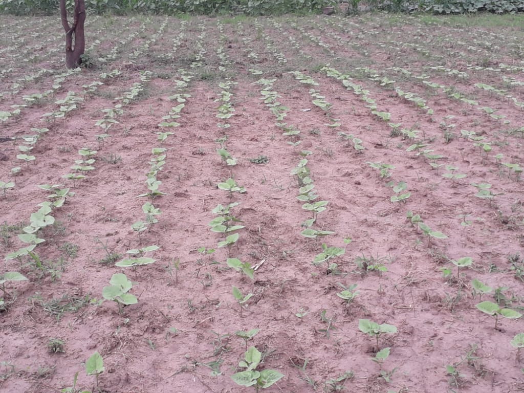 RaymondLyimo2's tweet photo. #Cooperatives scoping online with feedbacks from the team is still possible Today was feedback and wayforward from scoped #coops. Three different regions two #Valuechains #Sunflower #Commonbeans #threecoops #Agriterra #CRAFT @Ahumuliza @HappinessSomno https://t.co/GbjLgEdTTl