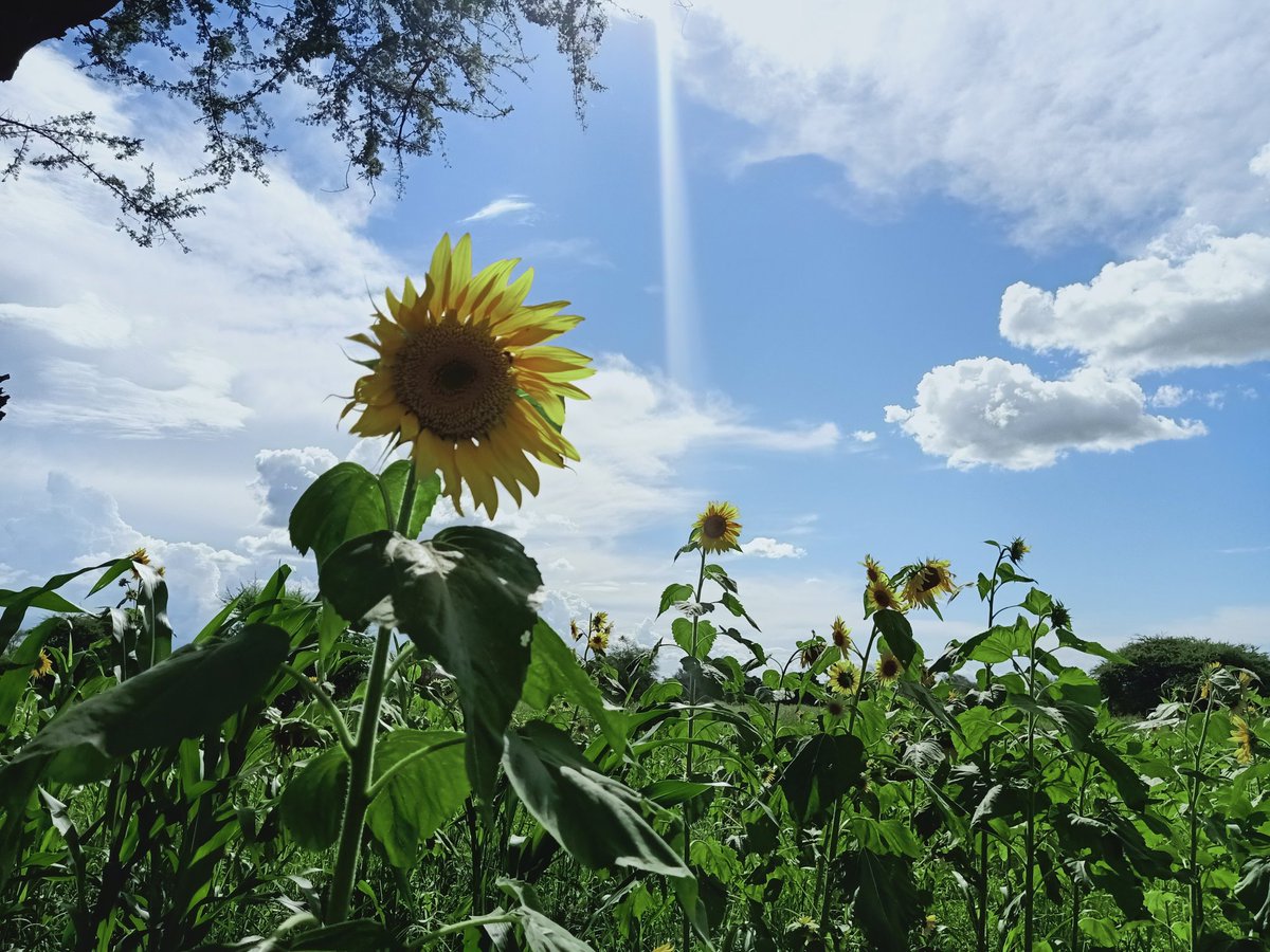 RaymondLyimo2's tweet photo. #Cooperatives scoping online with feedbacks from the team is still possible Today was feedback and wayforward from scoped #coops. Three different regions two #Valuechains #Sunflower #Commonbeans #threecoops #Agriterra #CRAFT @Ahumuliza @HappinessSomno https://t.co/GbjLgEdTTl