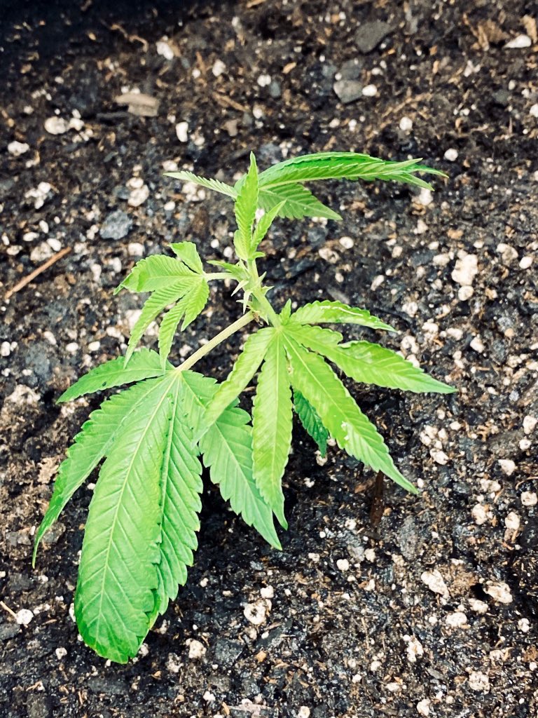 EmeraldZoo's tweet photo. Like us they age an change. Babies, lil girls, awkward teens, young ladies and then sophisticated mature women. #DirtToDabs #EZStyle #SmallBatchHandCrafted organic Cannabis done the #EZWay not the only for sure, just my way an it works for me. Rosin press redesign underway. https://t.co/Qj9XCMz8Ul