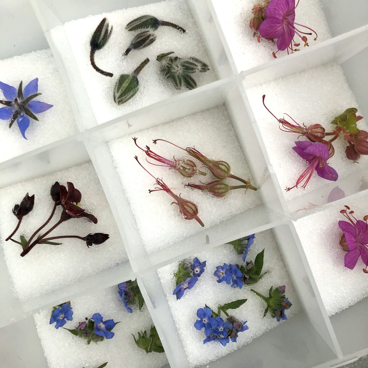 Marionseye's tweet photo. Just been scavenging around the garden for tiny flowers so I can dry them out in silica sand. The aim is to embed them in their 3D form in resin. Hope Iโve done it right!
#botanicalart #resinart #flowersinresin #dryingflowers #makingitupasigoalong #gardenart https://t.co/M5CVKxM3Xx