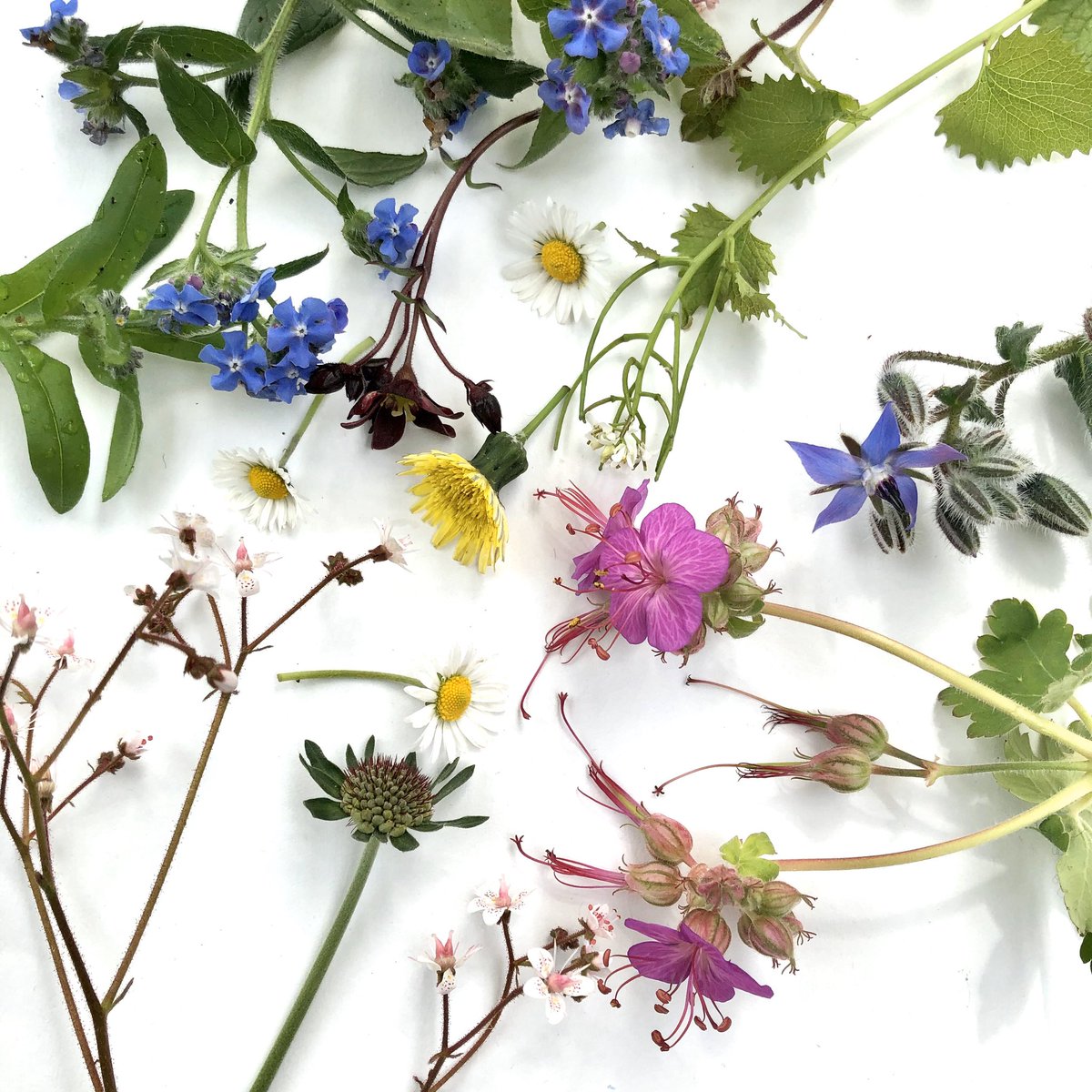 Marionseye's tweet photo. Just been scavenging around the garden for tiny flowers so I can dry them out in silica sand. The aim is to embed them in their 3D form in resin. Hope Iโve done it right!
#botanicalart #resinart #flowersinresin #dryingflowers #makingitupasigoalong #gardenart https://t.co/M5CVKxM3Xx